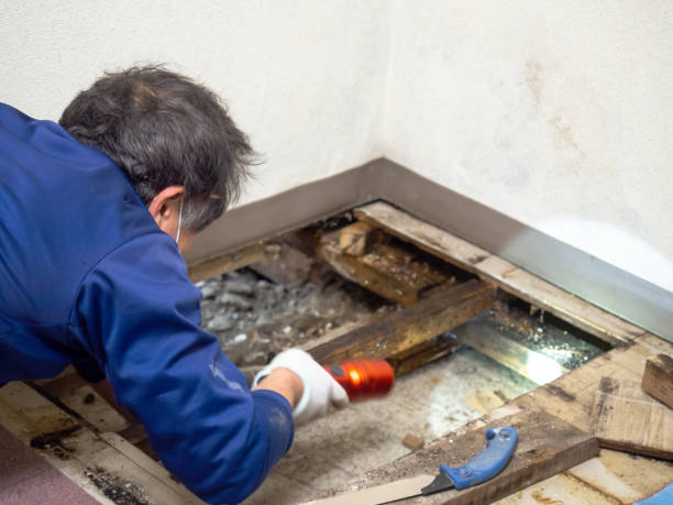 Best Mold Removal Company Near Me  in Somerville, NJ