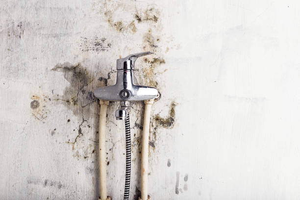 Best Residential Mold Removal  in Somerville, NJ