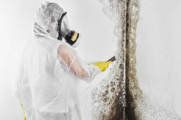 Best Certified Mold Removal  in Somerville, NJ