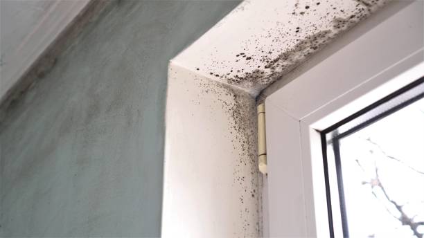 Best Mold Remediation  in Somerville, NJ