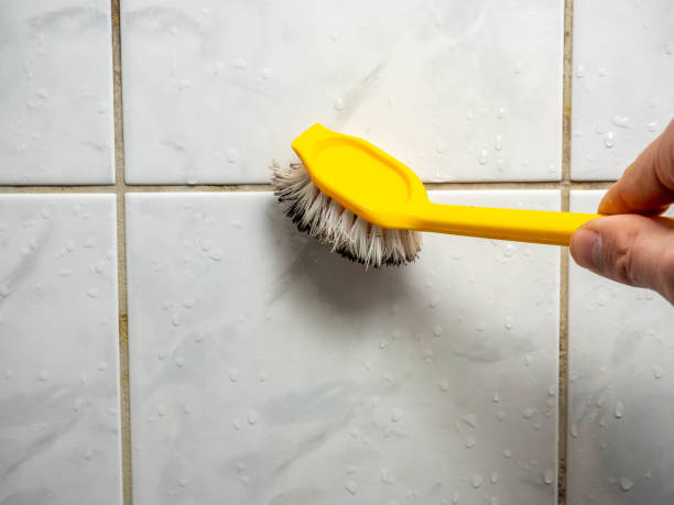 Mold Removal and Inspection in Somerville, NJ
