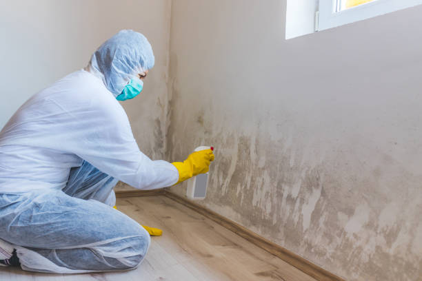 Best Toxic Mold Removal  in Somerville, NJ