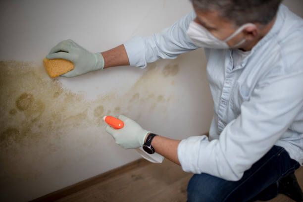 Best Home Mold Removal  in Somerville, NJ