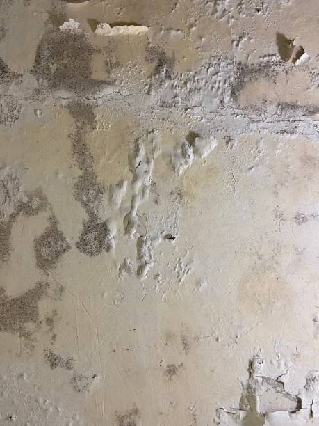 Best Home Mold Removal  in Somerville, NJ