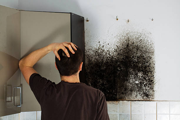 Best Emergency Mold Removal  in Somerville, NJ
