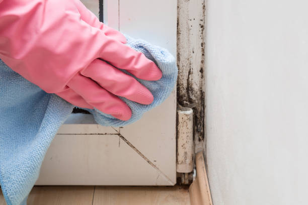  Somerville, NJ Mold Removal Pros