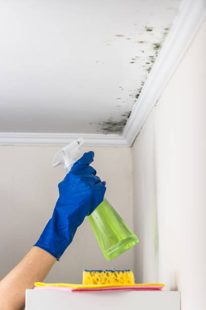 Best Office Mold Removal Services  in Somerville, NJ